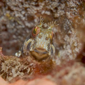 Seaweed Blenny with abandoned egg casings behind