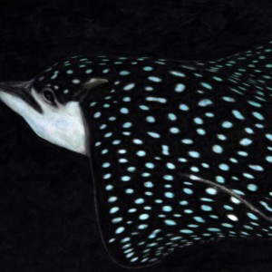 Spotted Eagle Ray 10-18-9