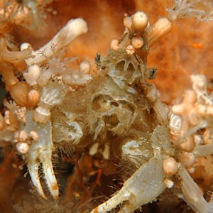 Decorator Crab with Attitude 10-4-9