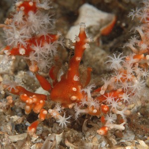 Red Decorator Crab with polyps