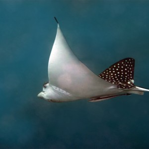 Spotted Eagle Ray