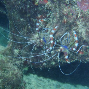 Banded Coral Shrimp