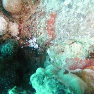 Harlequin Shrimp