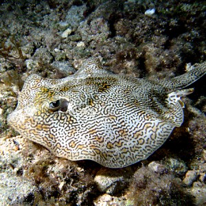 Cozumel reef fish