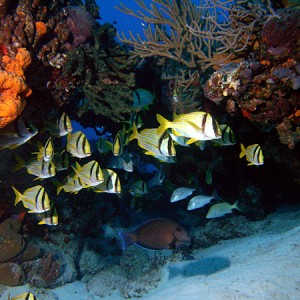 Cozumel reef fish