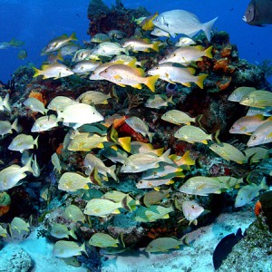 Cozumel reef fish