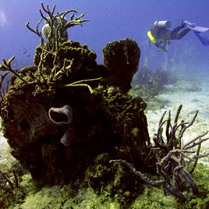 Cozumel reefs