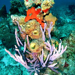Cozumel reefs