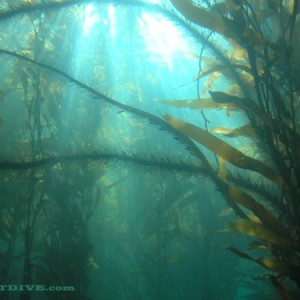 Kelp Forest of Santa Barbara
