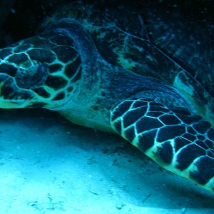 Green Sea Turtle