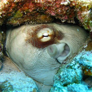 Ocotopus