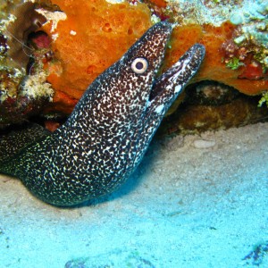 Spotted Moray
