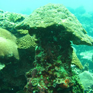 Veracruz Reefs