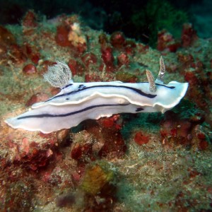 Nudibranch in The Philippines