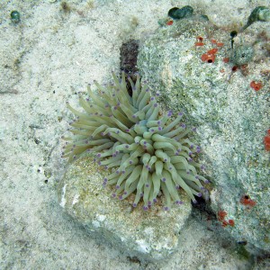 Purple Tipped Giant Anemone