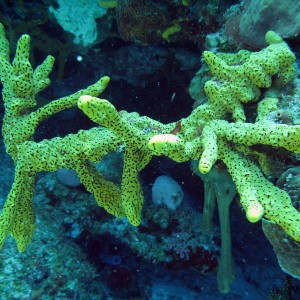 Healthy Cozumel Coral Reefs
