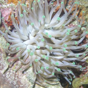 Anemone