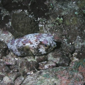 Balloonfish