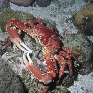 Channel Crab