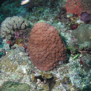 Coral