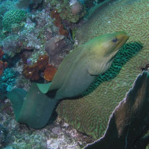 Green Moray