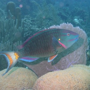 Parrotfish