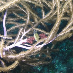 Sharpnose Puffer