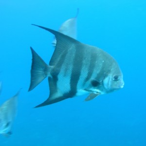 Spadefish