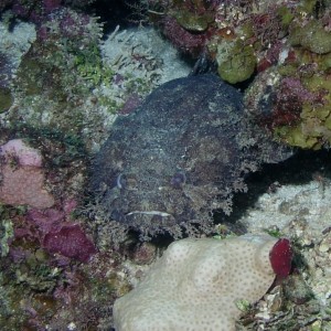 Toadfish (Large Eye?)