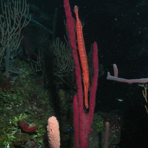 Trumpetfish