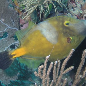 White Spotted Filefish