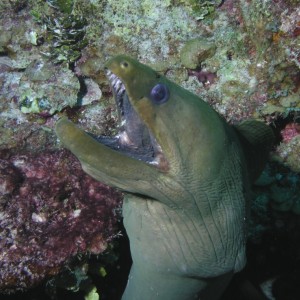 Green Moray