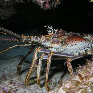 Spiny Lobster