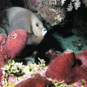 Grey Angelfish