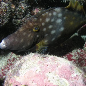 White Spotted Filefish