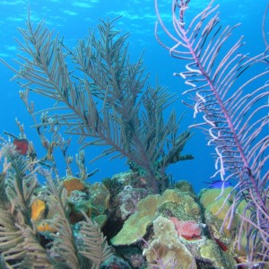 Sahllow Reef