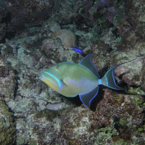 Queen Triggerfish