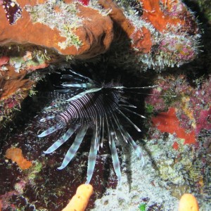 Lionfish