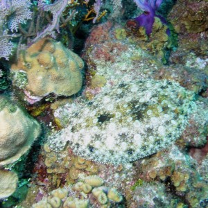 Peacock Flounder