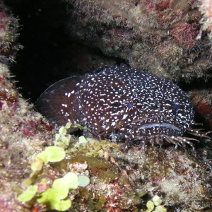 White Spotted Toadfish