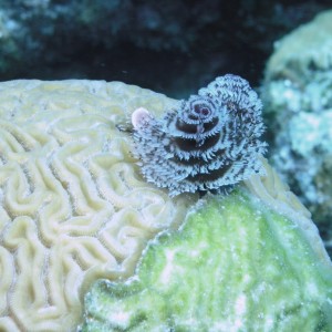 Christmas Tree Worm