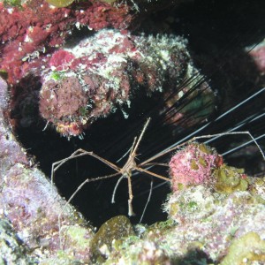 Arrow Crab