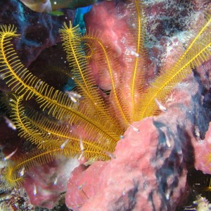 Golden Crinoid (Feather Star)