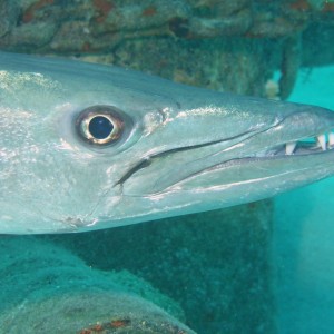 Barracuda