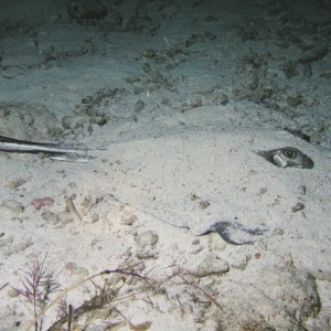 Stingray at Night