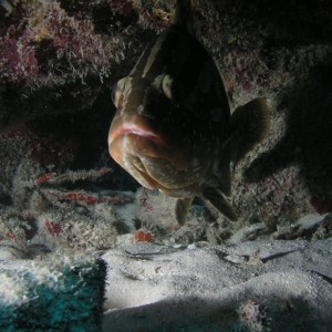 Grouper