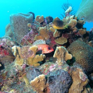 Squirrelfish