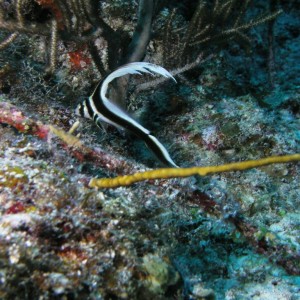 Spotted Drum (Juvenile)