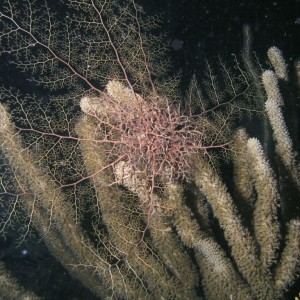 Basket Star at Night