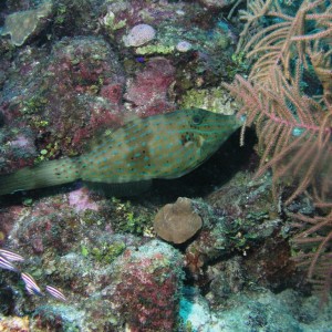 Scrawled Filefish